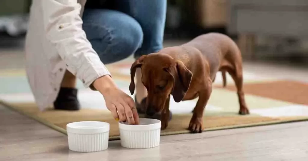 Weight-Gain-Supplements-for-Dogs-1