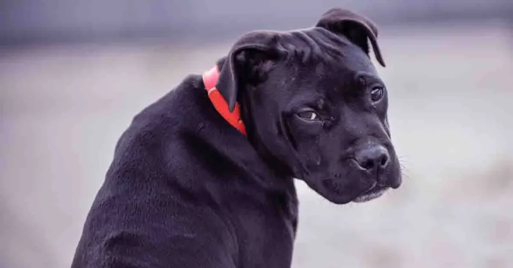 How to Clean Dog Ears at Home Naturally 1