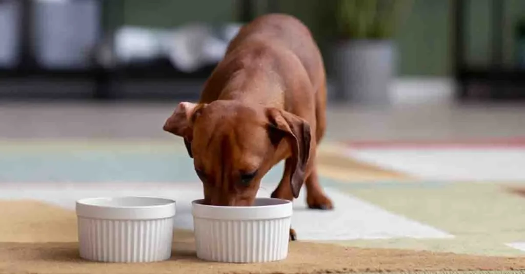 What to Put in Dog Food to Stop Eating Poop